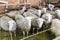 Female sheeps in sheepfold