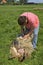 Female sheepshearer shears a sheep