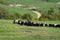 Female shepherd and herd of sheep on plateau