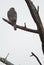 Female shikra Accipiter badius on a branch.