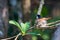 Female Shining Flycatcher Myiagra alecto Sitting in Nest on Branch in Rainforest, Queensland, Australia