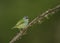 Female Shining Honeycreeper, Costa Rica