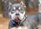 Female short American Bully bulldog outside on leash with cropped ears