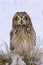 Female short eared owl with large yellow eyes