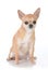 Female short haired chihuahua