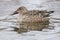 A female shoveler duck