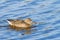 Female shoveler duck swimming at a lake