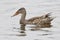 Female Shoveler Swimming in a Pond - Florida