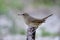 Female of Siberian rubythroat (Calliope calliope) charming brown bird perching on wooden branch