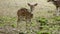 Female sika deer eating vegetable at zoo