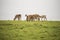 Female sika deer grazing on open grassland on overcast day