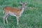 Female sika deer in the green grass