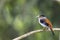 A female Silver-breasted Broadbill