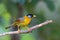 Female Silver-eared mesia bird in yellow, colorful wing perching on branch