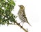 Female siskin