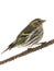 Female siskin