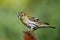 Female Siskin on Teasel