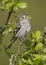 Female Siskin in a tree