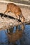 Female of sitatunga drinking water