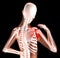Female skeleton with shoulder pain