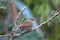 Female Slaty-blue Flycatcher