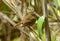 Female Slaty-blue Flycatcher (Ficedula hodgsonii)