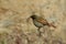 Female Slaty Blue Flycatcher- Ficedula tricolor, Sattal, Uttarakhand