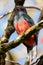 Female slaty-tailed trogon perched in Corcovado national park, Costa Rica