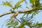 Female Small Minivet (Pericrocotus cinnamomeus)