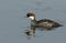 A female Smew Mergus albellus swimming on a lake.