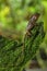 Female smooth helmeted iguana Corytophanes cristatus sitting on a stump