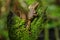 Female smooth helmeted iguana Corytophanes cristatus sitting on a stump