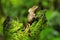 Female smooth helmeted iguana Corytophanes cristatus sitting on a stump