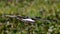 Female snail kite