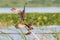 Female Snail Kite