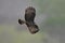 Female Snail Kite in Flight - Panama