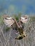 Female snail kite landing with wings and feet extended with blue sky background