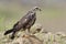 Female Snail Kite Perched on Rocks - Panama