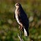 Female snail kite perched on small tree snag LaChua trail Gainesville Florida