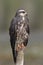 Female Snail Kite Perched on a Stump - Panama