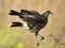 The Female Snail Kite of south Florida