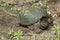 Female Snapping Turtle