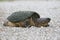 Female Snapping Turtle digging a nest in a gravel driveway