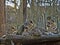 Female snow leopard, Panthera ounce with grown-up cubs