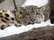 Female snow leopard Uncia uncia, watching snowy surroundings