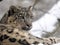 Female snow leopard Uncia uncia, watching snowy surroundings