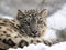 Female snow leopard Uncia uncia, watching snowy surroundings