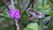 Female Snowcap feeding at a flower, Costa Rica