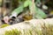 Female snowy-browed flycatcher