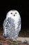 Female snowy owl